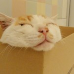 猫の尿路結石(尿道結石)とは?