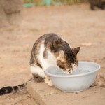 猫が冬に水を飲まなくなる原因は?尿路結石の予防に水分補給は超重要